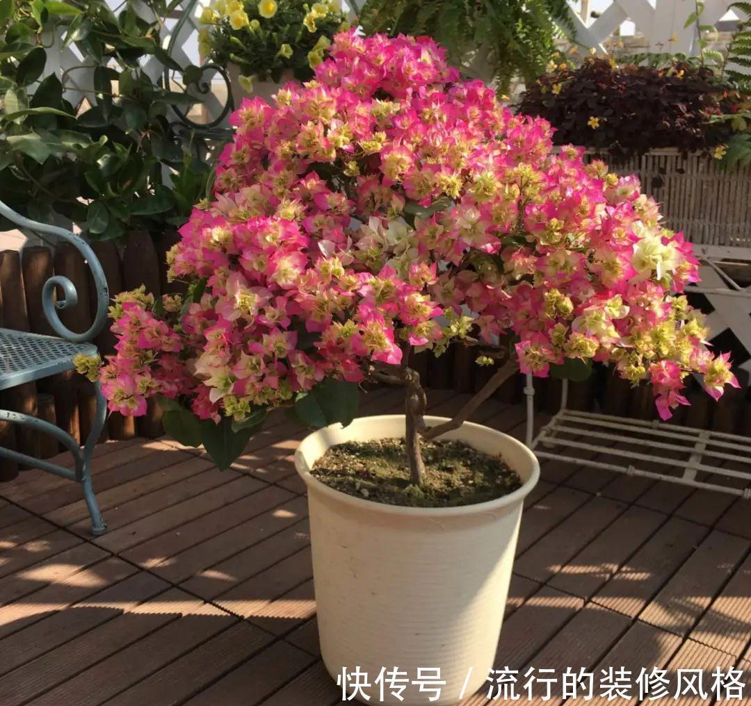 这花就要养老桩，年年开花，越老越值钱