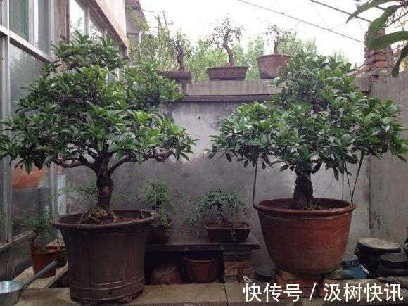 桂花不开花是什么原因 往土壤中添点这个桂花越开越好