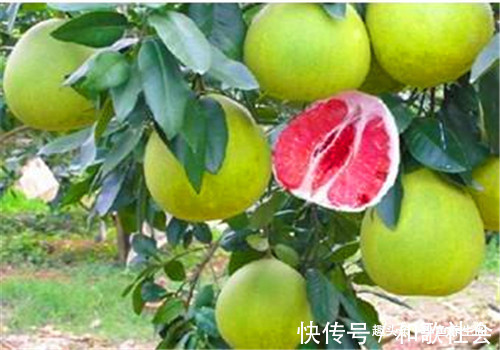 蜜柚|人到中年想长寿,推荐多吃4种食物,排毒养颜,提高免疫力!