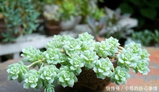 养花尽量不要养多肉！要不然你的生活就会变成这样