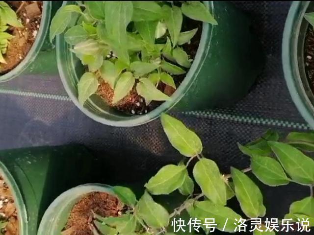 花中皇后|花园三宝中，月季和铁线莲是黄金搭档，怎么配都美！