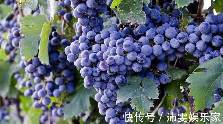 效果|肝毒“最怕”以下4种水果，经常吃一点，养肝排毒，效果显著