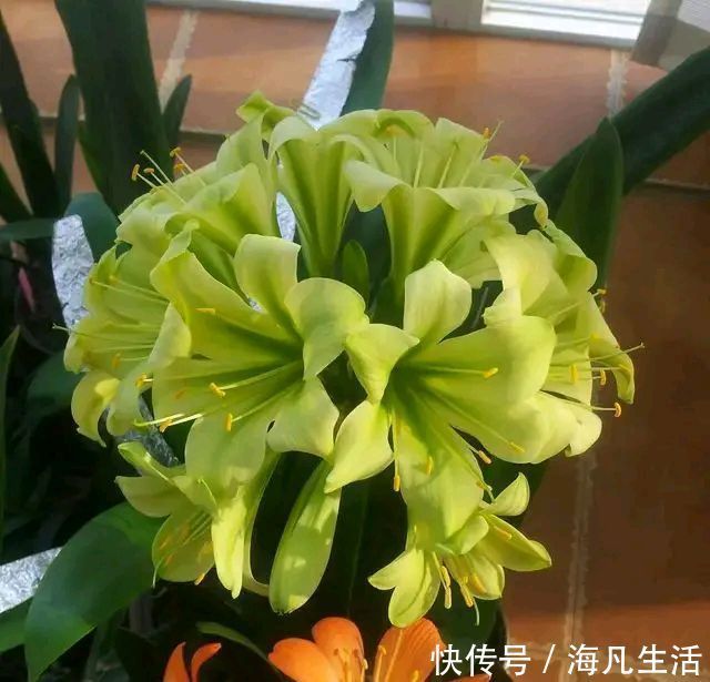 养护君子兰盆栽,做到3点,君子兰的叶片绿油油而起纹路,好看