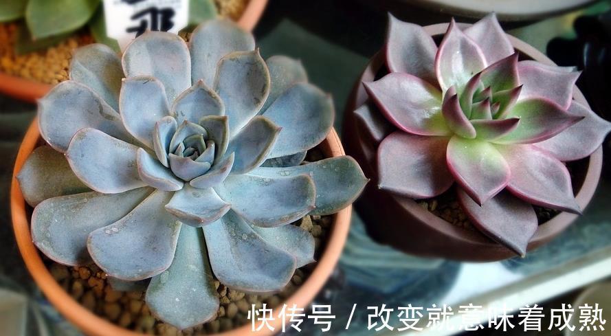 养多肉,新人入坑,记牢这3点,少走弯路,盆栽养得好