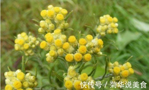 野菜|乡下俗称“金不换”,比醋还酸,100一斤买不到,价值珍贵