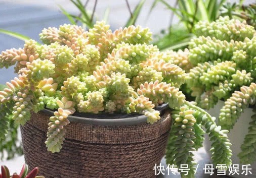 施肥|多肉新玉缀徒长怎么办教你3个小方法,完美解决徒长问题
