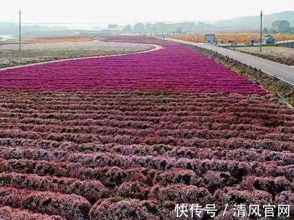 桃林镇|继“钓旅”、“竹旅”、“茶旅”之后 “菊旅”成为临湘休闲旅游产业的新名片