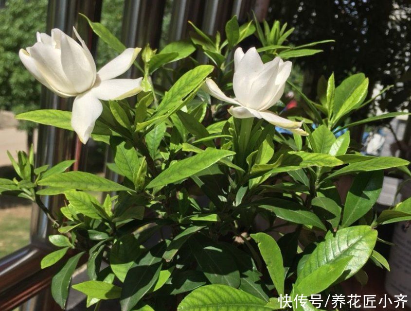 夏季高温，栀子花有“3喜3怕”，抓住生长旺季，下次花量翻倍