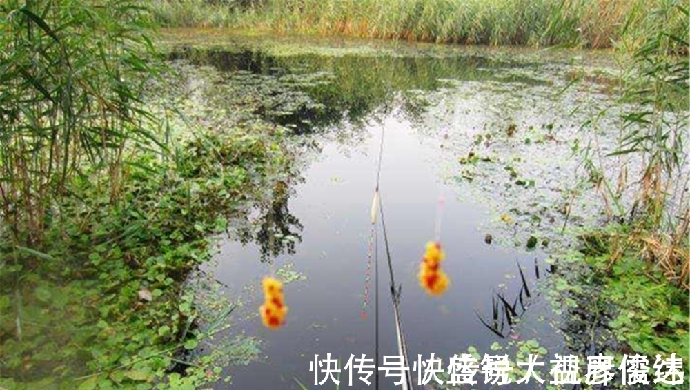 饵芯|小鱼群里钓大鱼，传统钓中招数有不少，不但有蘸米钓还有包食钓！