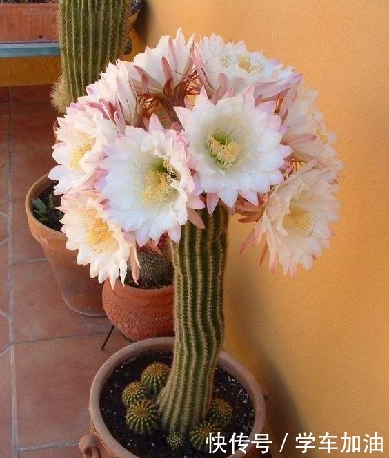 新人养仙人球,老花匠教你5招,不仅长得快、而且开花鲜艳又大朵!