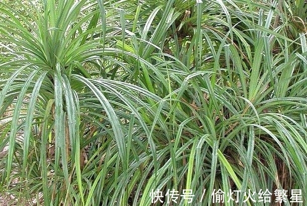 金伯利岩|找到这种植物就能找到钻石?被称为钻石指南针,下次碰见可别放过