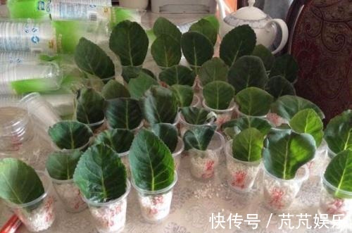 养花不用花钱,这3种花简单“扦插”,没几天就生根发芽,爱开花