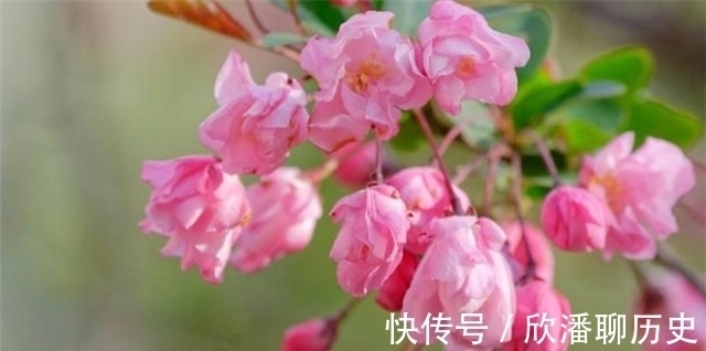 杨贵妃@唐诗海棠6首:海棠花里鹧鸪啼,半开时节最妖娆