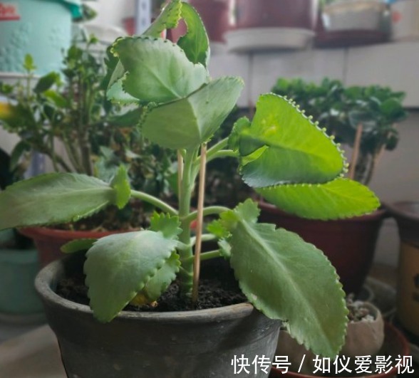 这花太能生崽,恨不得用脚踩,结果越踩长得越多!