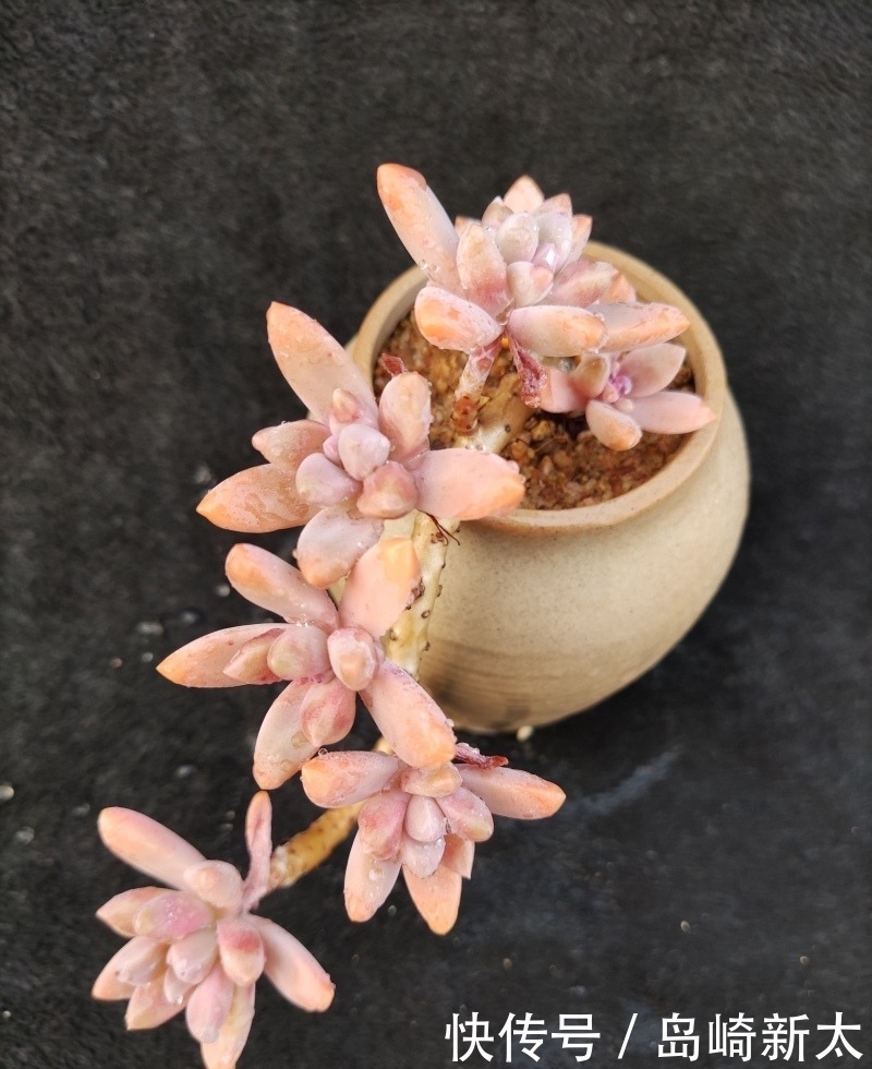 给我一块黑布，多肉走个台步