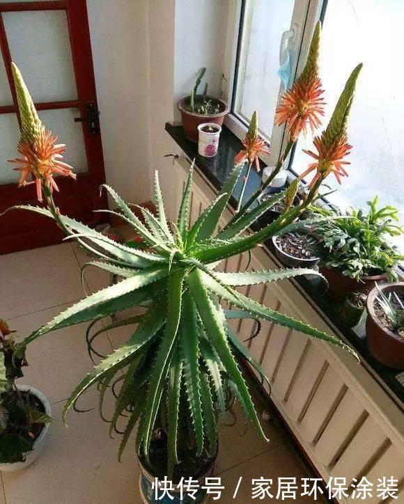 这些植物开花不常见,可遇不可求,叶片肥嘟嘟,开花太吉利