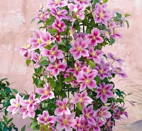 4种花埋土里就活,越旺开花越多,花开满盆,阳台开成小花园!