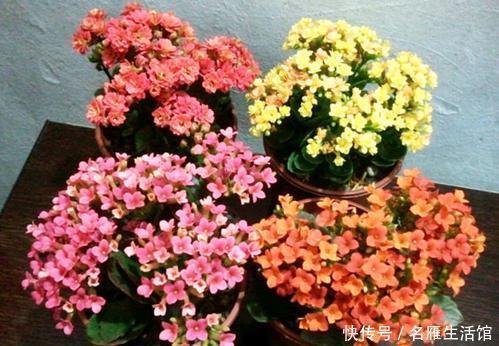 沙漠玫瑰|3种漂亮花,种在小盆里,浇水懒一些,越长越旺,开花也多!