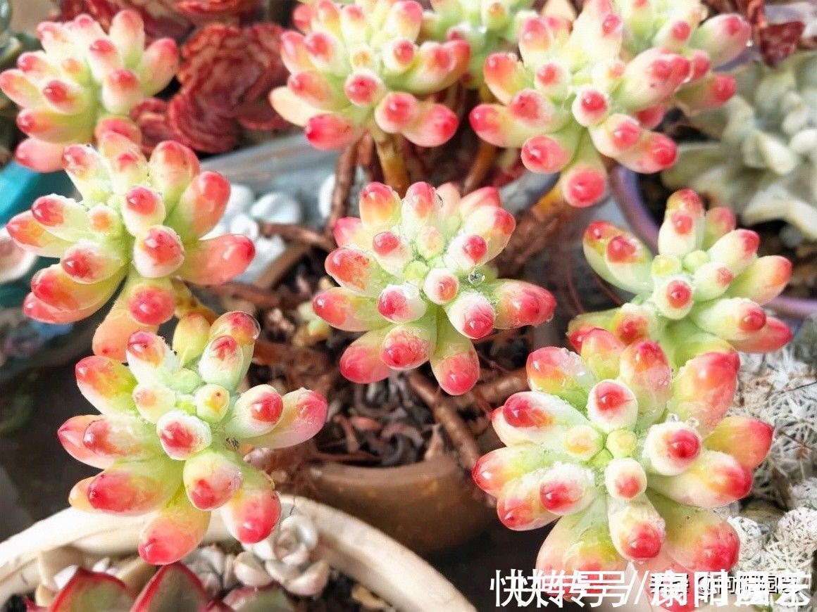 多肉好看不好养，想要养好它！“先要有环境，后要有技术”