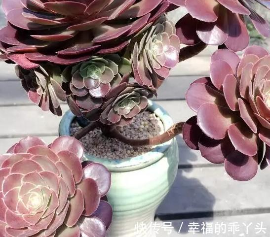 浅谈多肉植物怎么缓根