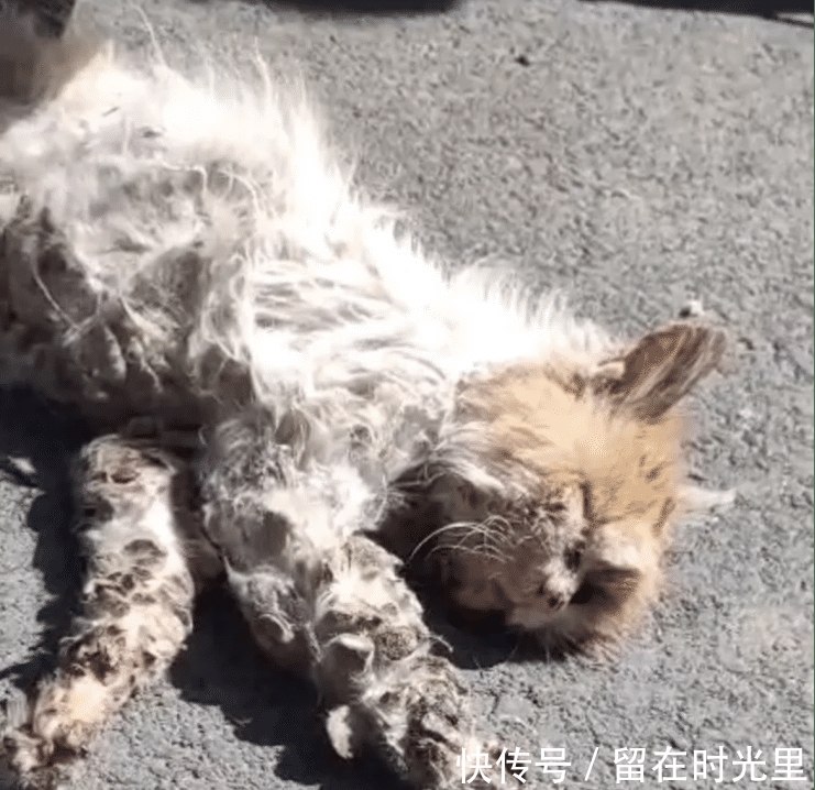 猫咪肚子起伏100次 猫咪肚子起伏100次