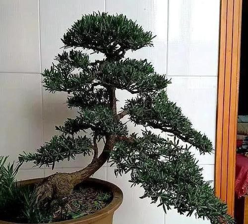 植物|这5种绿植,养成盆景观赏价值高,注意这些技巧很快成老桩