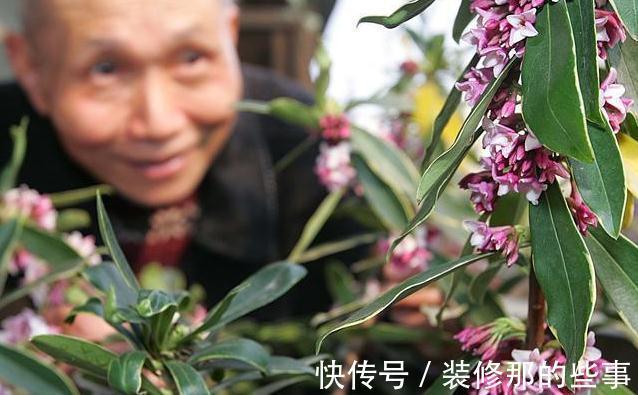 夏季养金边瑞香，这些事情不能耽误，不然萎蔫又烂根