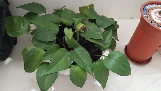 花草|水里滴点“它”浇花,管叫植物一整冬不黄叶、烂根