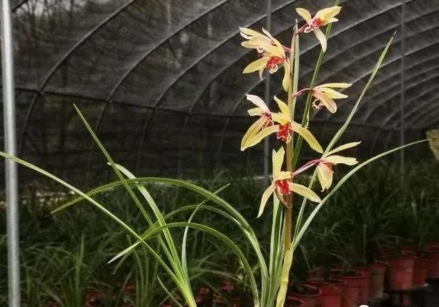 二氢钾|养好兰花的口诀,书本上学不到的经验,喜欢就收藏吧