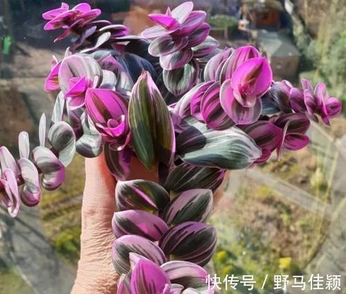 吊兰|吊兰中的贵族“油画婚礼”,一叶多色,好养易活,自带浪漫气息