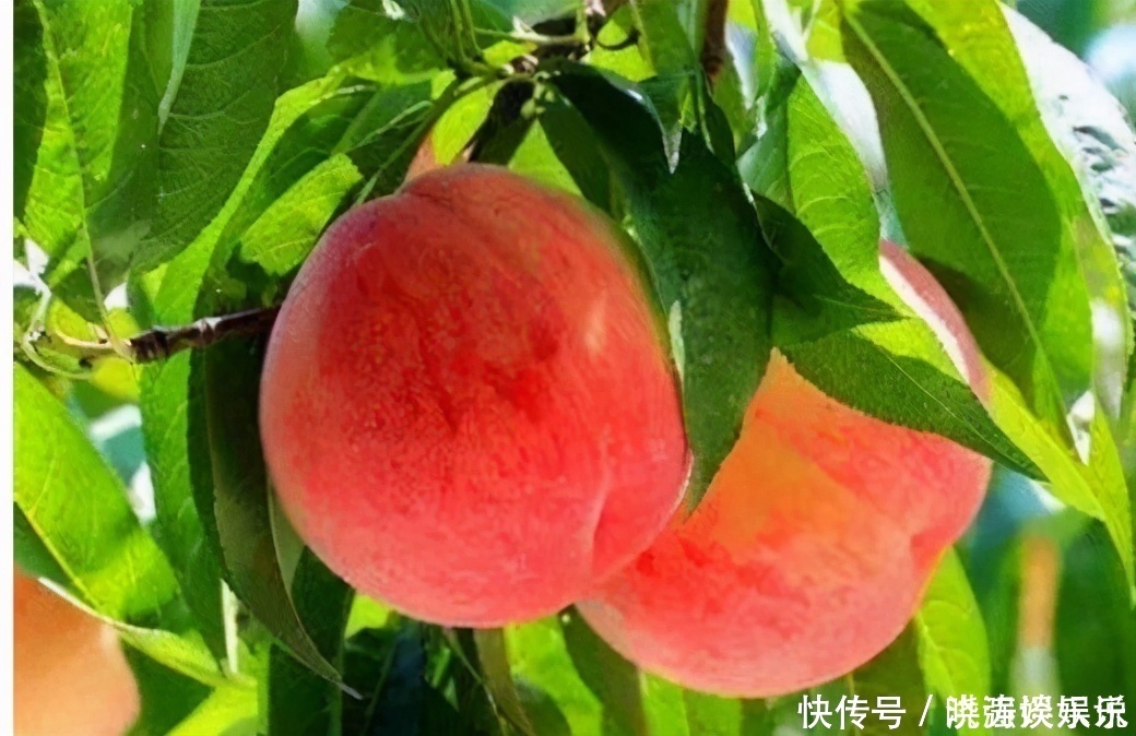 食物|女性想要皮肤好,3种食物轮着吃,美容养颜,滋养肌肤,早吃早美