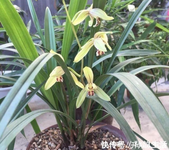 嗖嗖|养兰花,用点“万能肥”,叶子油绿挺拔如箭,嗖嗖冒花箭!