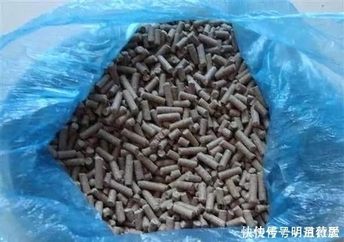 这条31斤的鲤鱼,他用的是什么饵料钓上来的