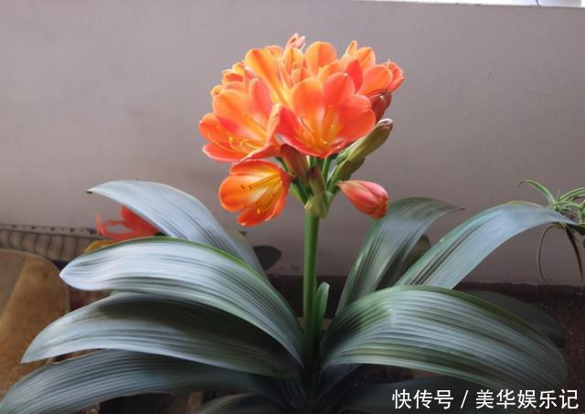 花盆|养君子兰有“六怕”，你知道吗？新手一定要避开