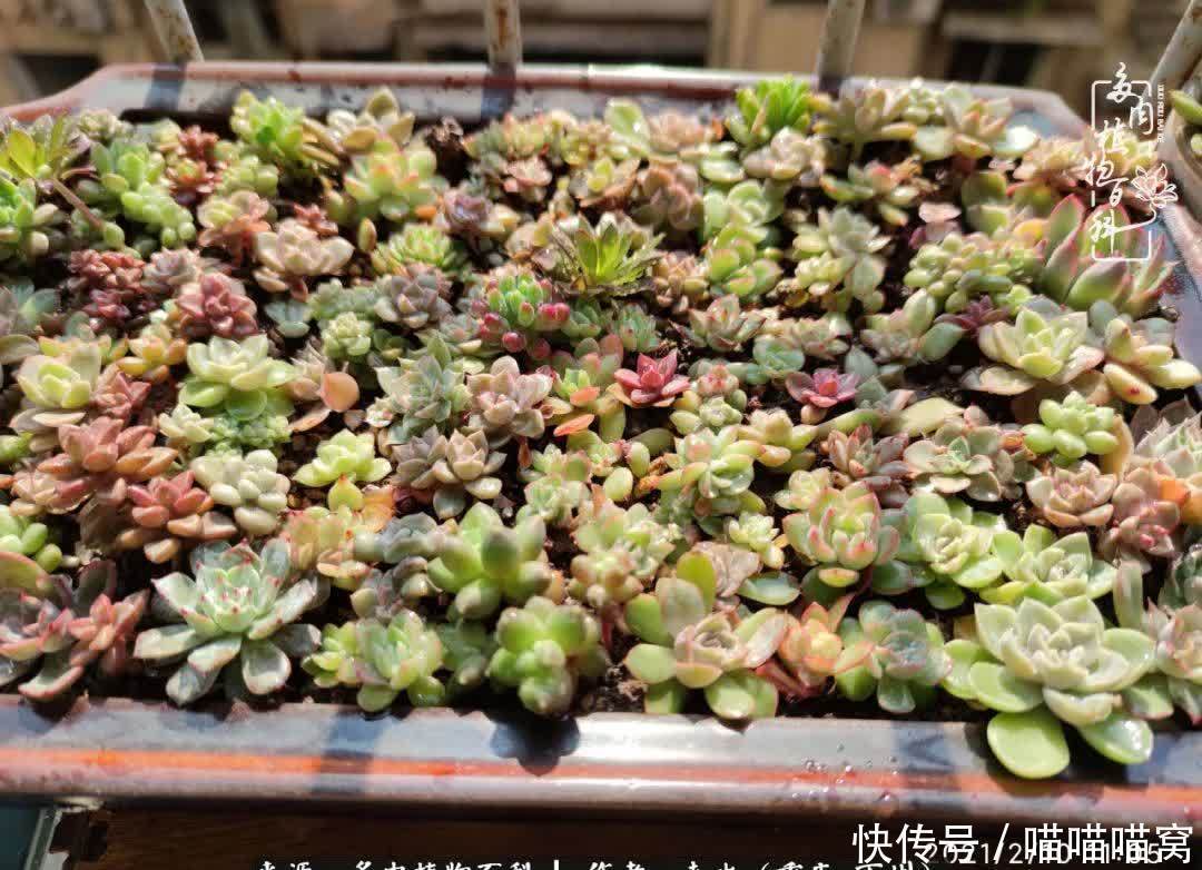 养肉多年，从未出坑过！养多肉是我最喜欢最坚持的爱好！