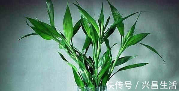 叶子|水培富贵竹,“用水”很关键,做好根系棒,叶子油绿“蹭蹭长”