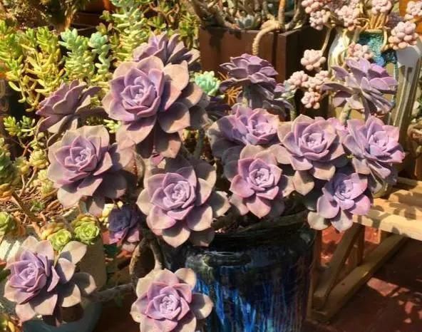 李大姐养多肉10多年,总结6个好品种,新手也能养成“漂亮老桩”