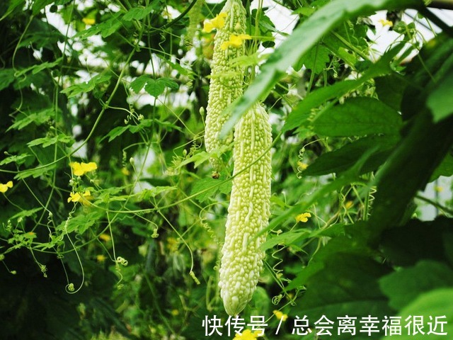 胰岛素|天然“胰岛素”被找到了,糖友们常吃,平稳血糖远离并发症!