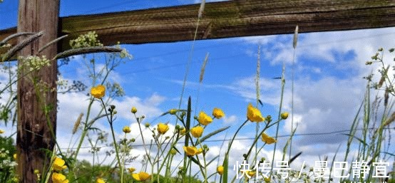 命局|8月末，花开遍地，鸳鸯纠缠，痴迷旧爱，携手重来，余生不再离开