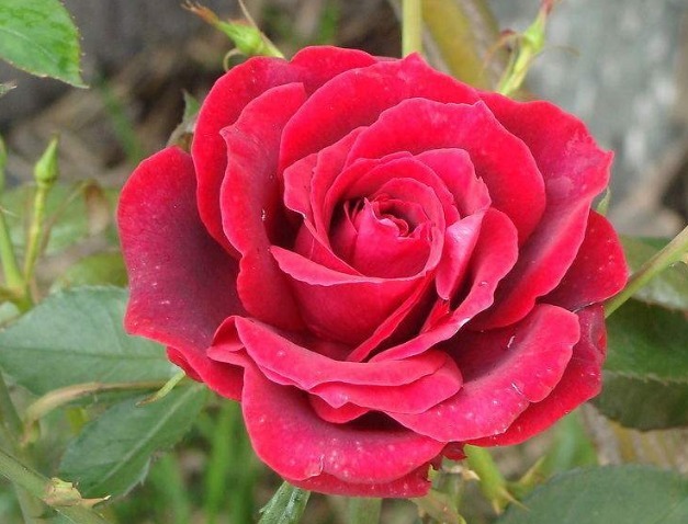 此花,比“菊花、月季”都美,好养易活,花香似香水,女性最爱