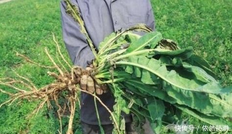 老农靠种植这种野草,给孩子买上了车,了解后都知道它的作用