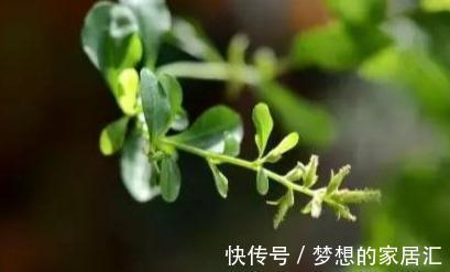 养护|最全蓝雪花养护指南,让蓝雪疯狂一夏