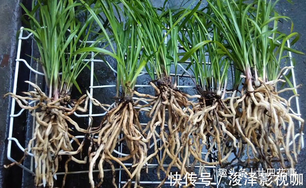 兰苗|网购兰花服盆难,关键在于上盆前,简单4步服盆快,不僵苗发芽多