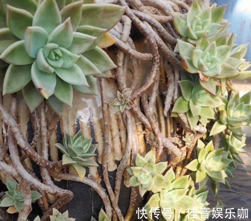 土壤|寻常多肉该怎么养护,才能快速蜕变成木桩?盆栽抓住3点