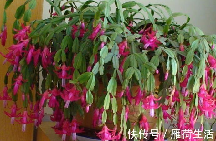 发红|夏季蟹爪兰在“睡觉”，换个“位置”养，叶片不发红，秋季早开花