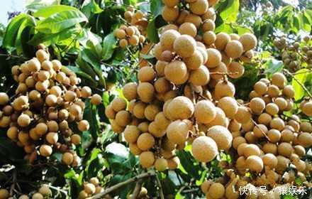 产自国外,补血的一大法宝,一斤10-20元,国内农民:各有所用!