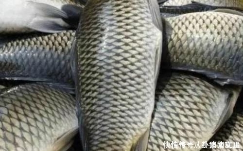 种鱼|去菜市场买鱼时“最好不要买”这4种鱼,既不干净还不卫生