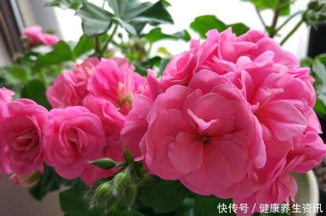 开花漂亮,花期长又勤花,连叶子都带香味,这种花值得养!