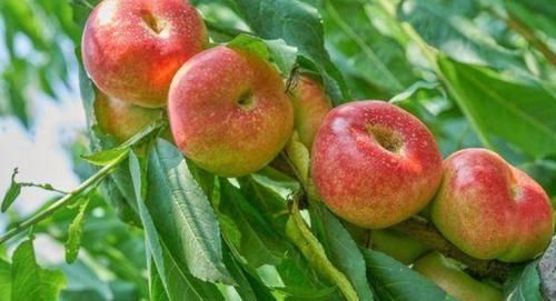 养生|女性想要身体好，可以多吃三种食物，美容养生，有益健康