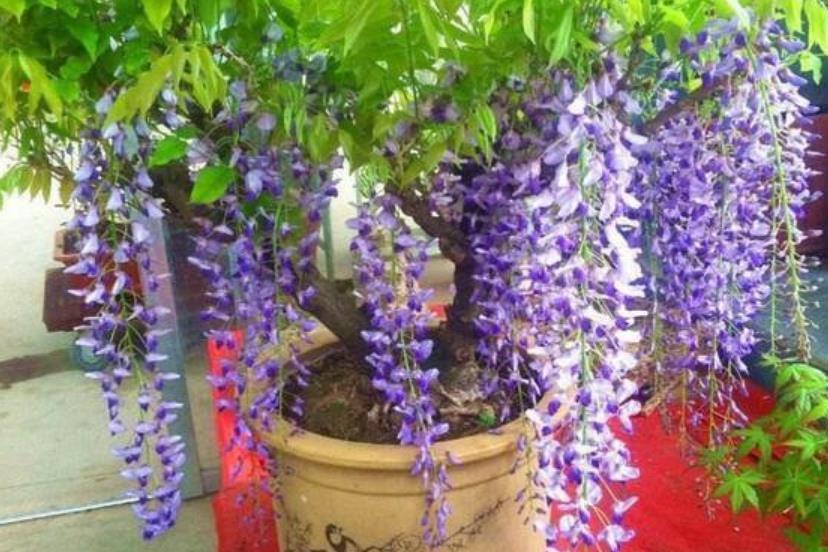 4种花是花中劳模,一年四季开花不断,阳台养出小花园